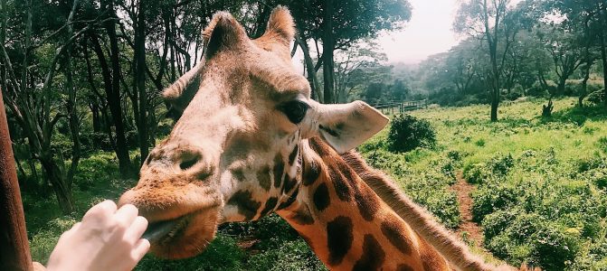 Safari Njema
